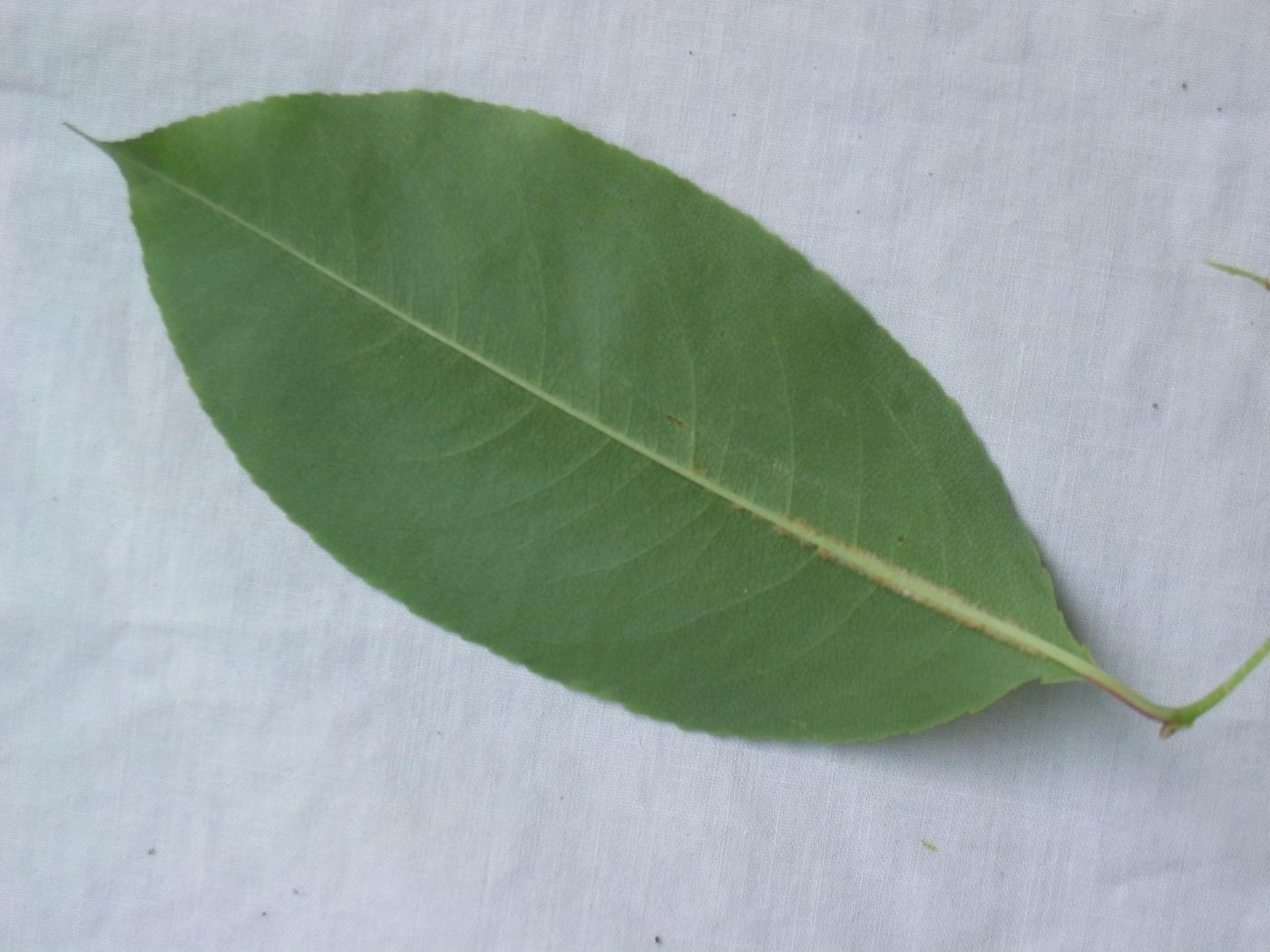 Botany: Leaf Types – Huckleberry Mountain Botanicals