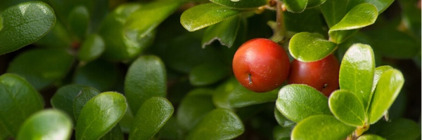 close up of glossy green uva ursi leaves and red berries