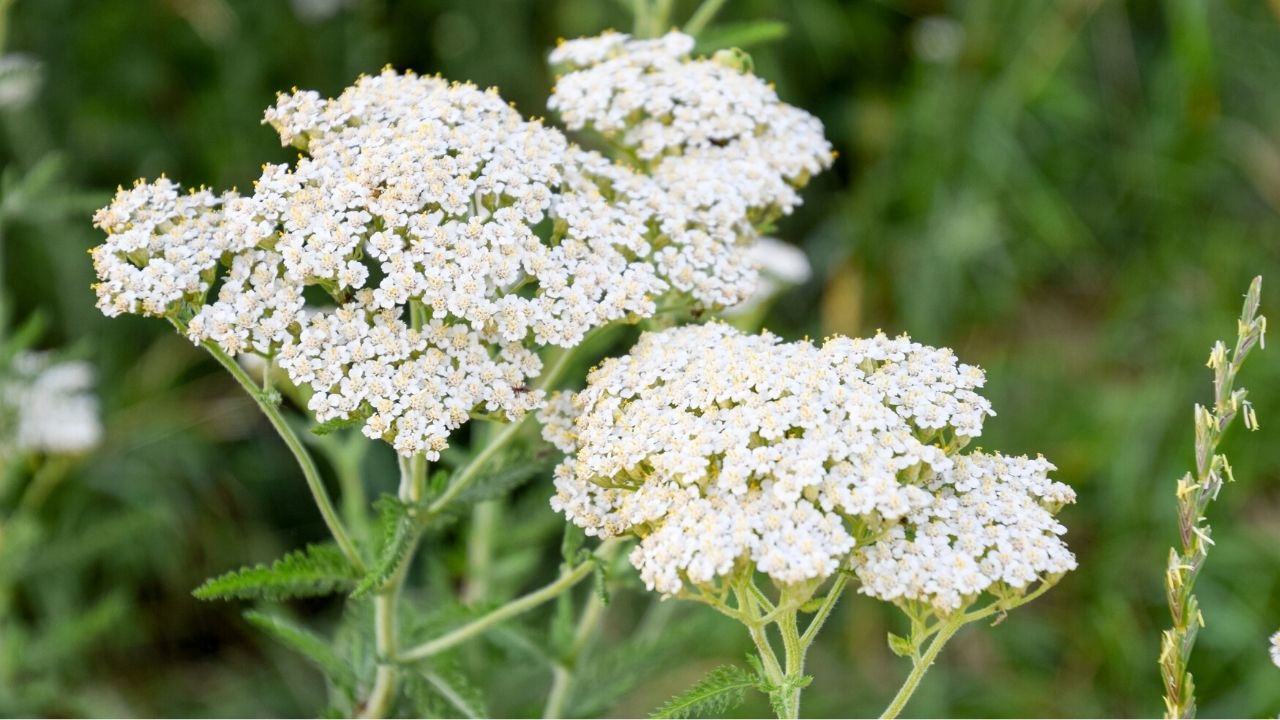 All About Yarrow - Huckleberry Mountain Botanicals | Beamer